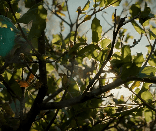 Beloved Chapter Videos